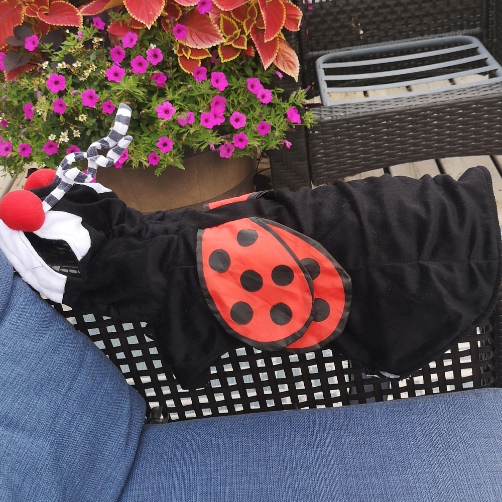 Halloween Dog Costume XL Ladybug 1 Piece Fleece Material See Measurements